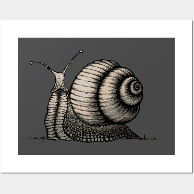 Snail Wall Art by mangulica